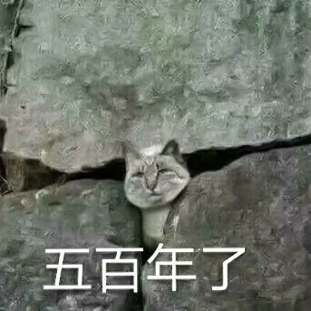 五百年了表情包