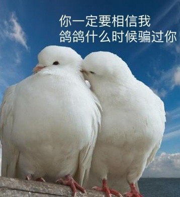 你一定要相信我，鸽鸽什么时候骗过你（鸽子表