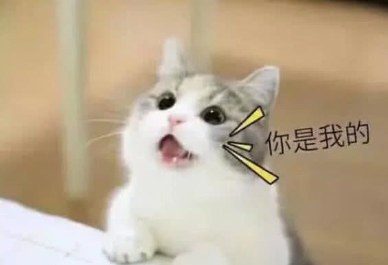 你是我的（喵星人表情包）表情包
