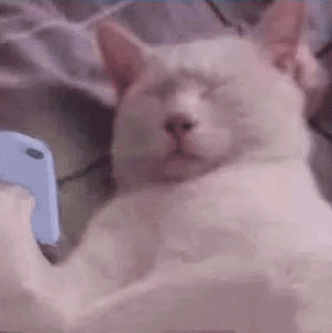 猫咪没眼看表情包